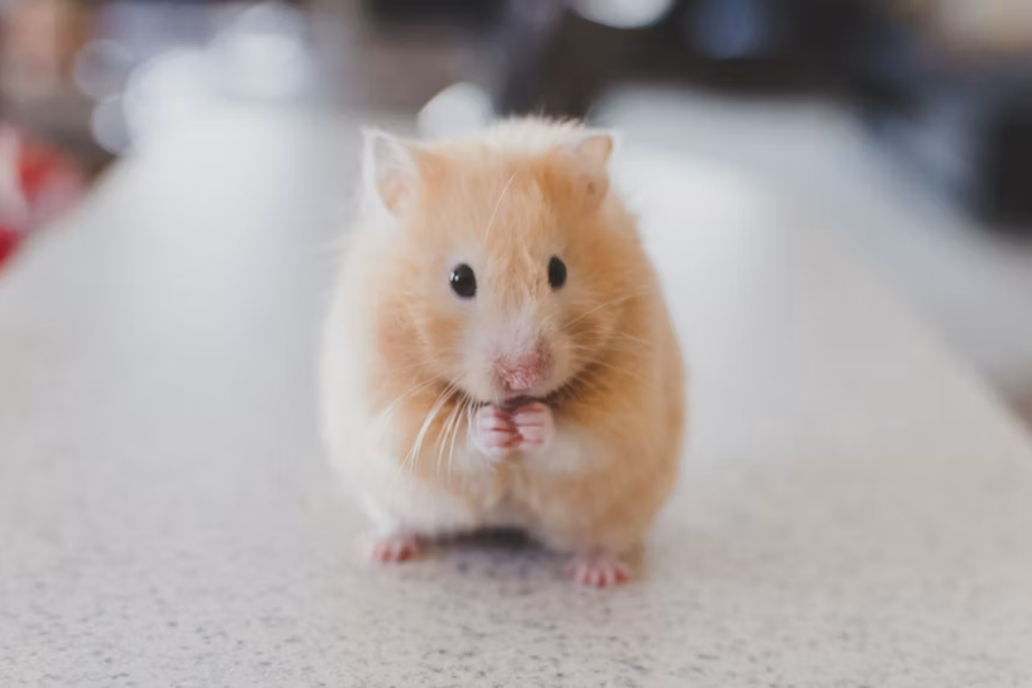 Cientistas Criam Camundongo Usando Um Gene Quase 1 Bilhão De Anos Mais Antigo Que Os Animais — E O Resultado Muda O Que Sabemos Sobre A Evolução