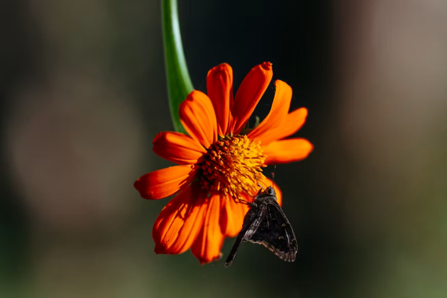 Como As Flores Enganam Insetos Para Garantir Sua Reprodução