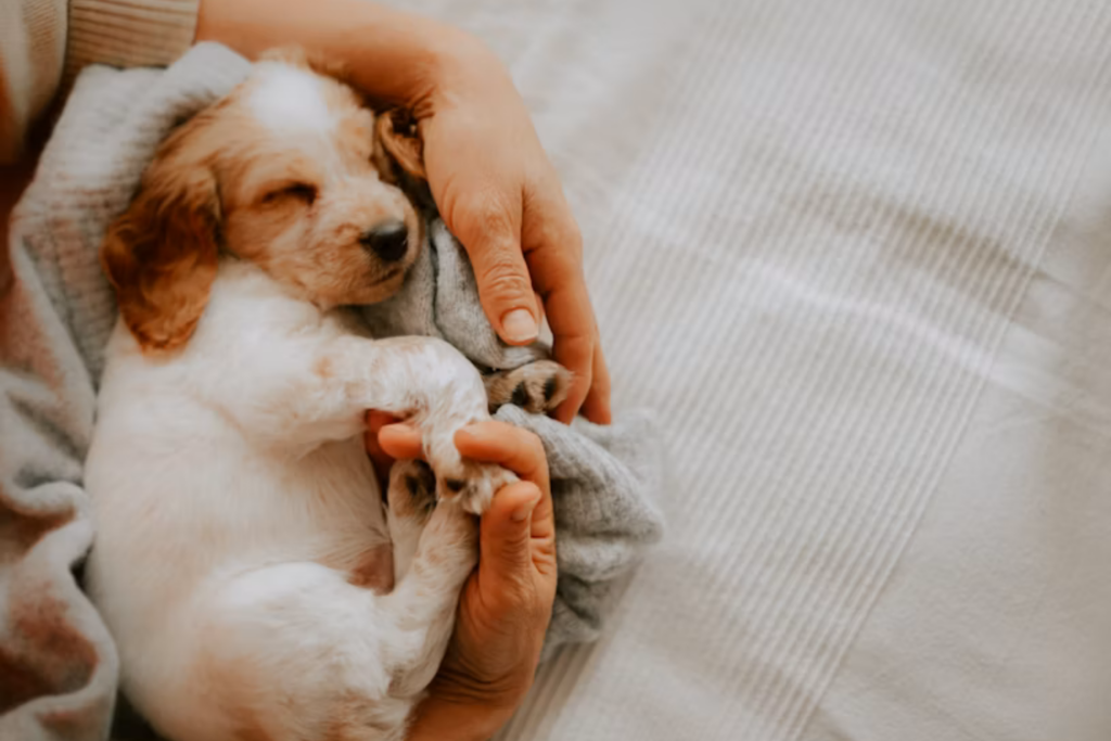 Dormir Con Cachorros