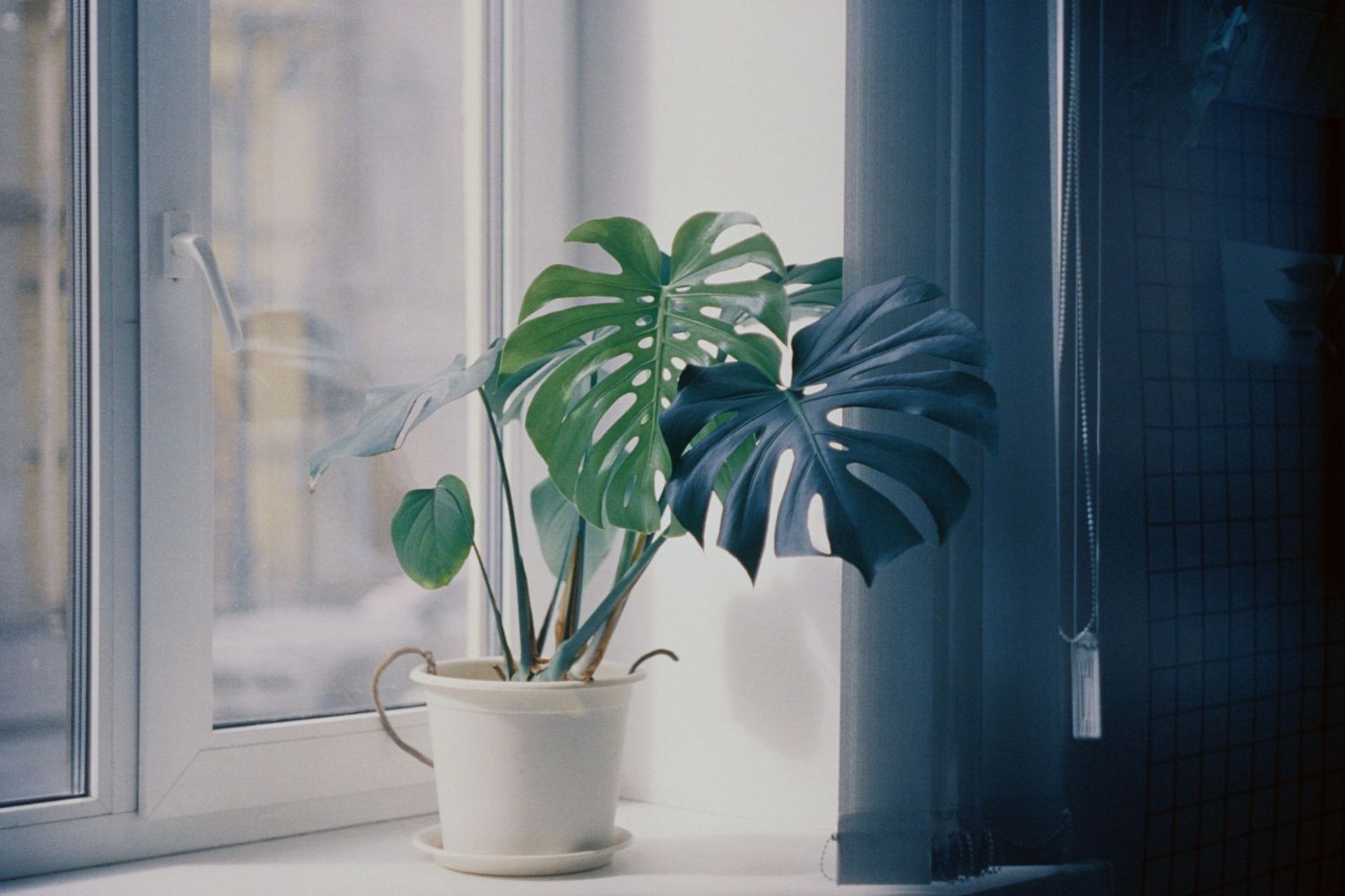 A ciência explica por que colocar plantas em casa faz muito mais do que decorar