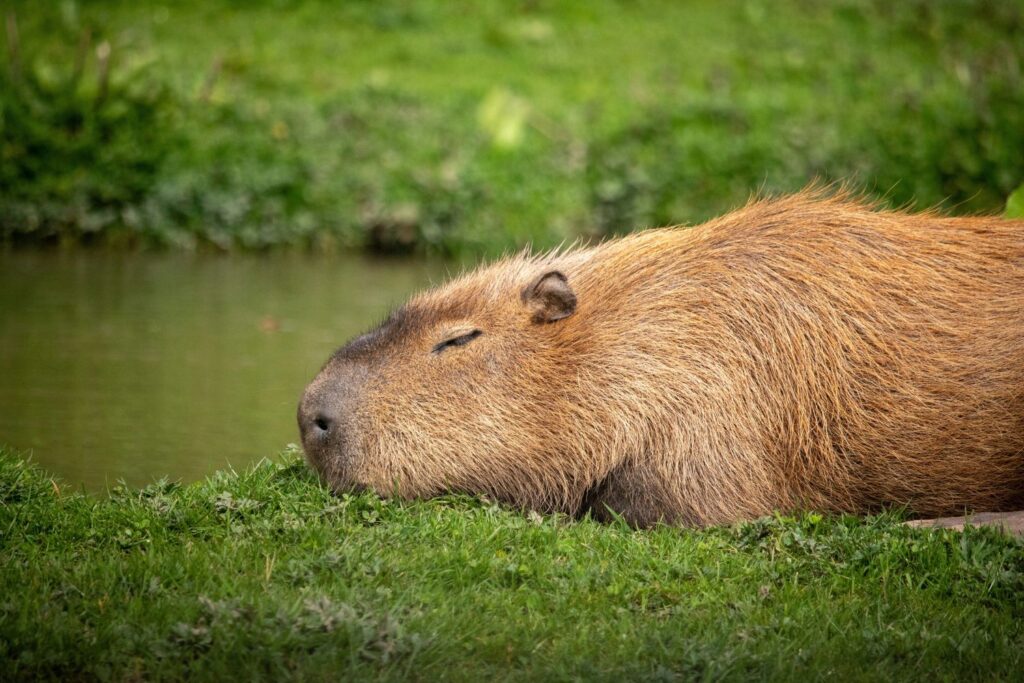 O animal mais tranquilo da internet esconde uma história que quase ninguém conhece