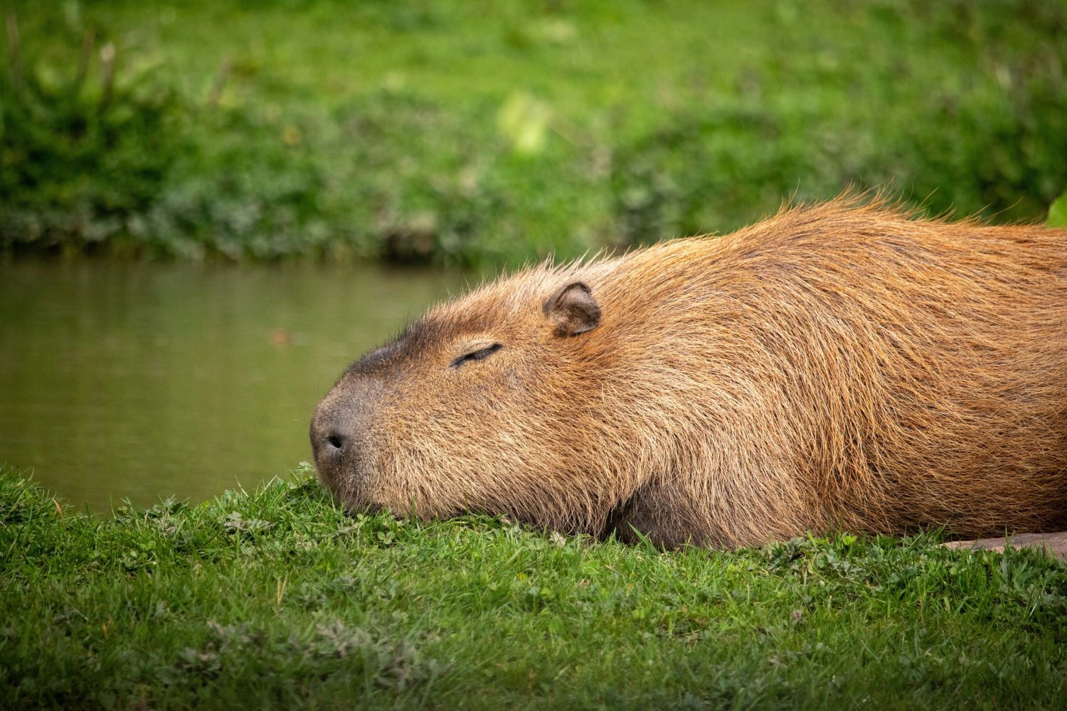 O animal mais tranquilo da internet esconde uma história que quase ninguém conhece