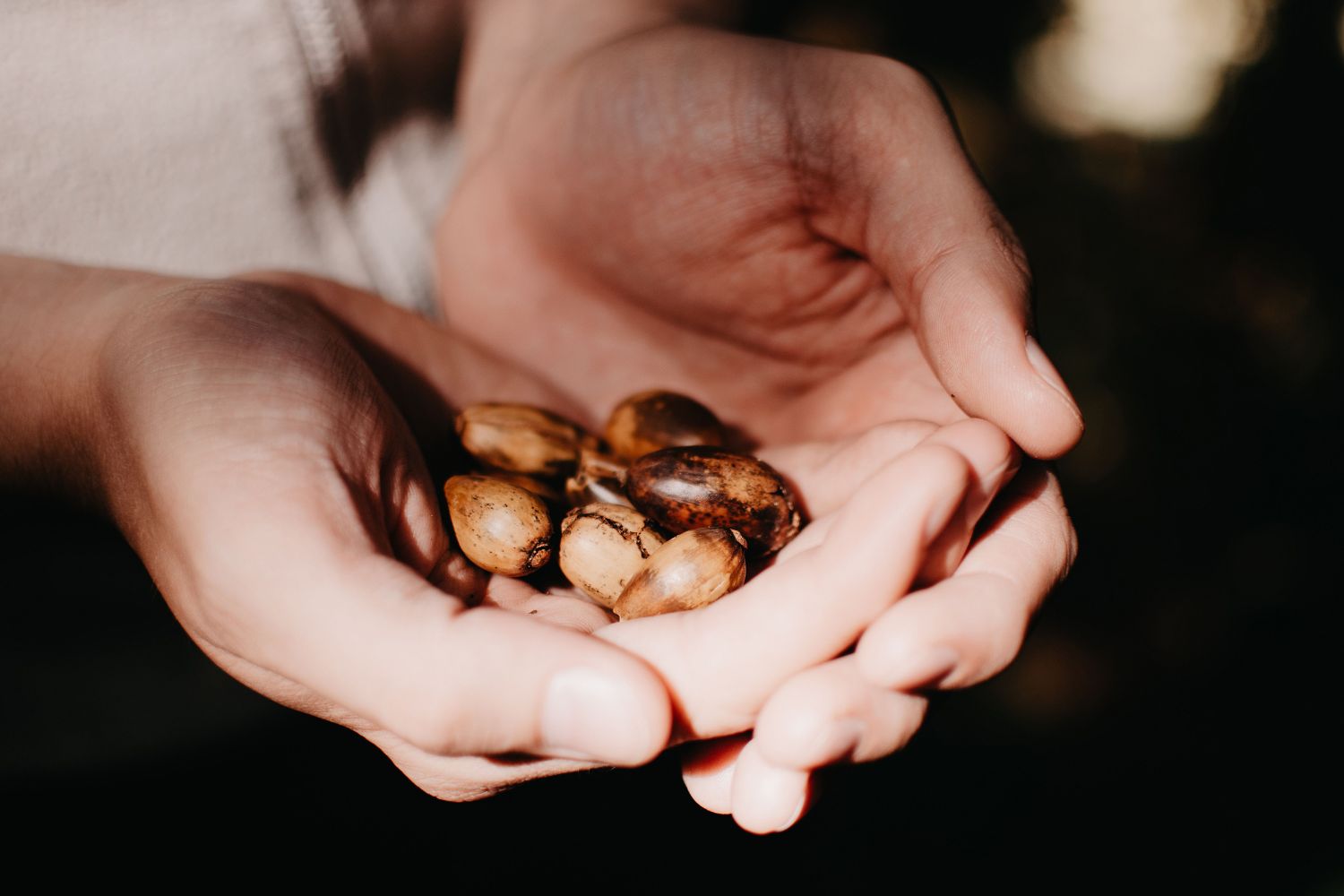 Sabores que nasceram na floresta estão conquistando o Brasil e escondem uma revolução econômica