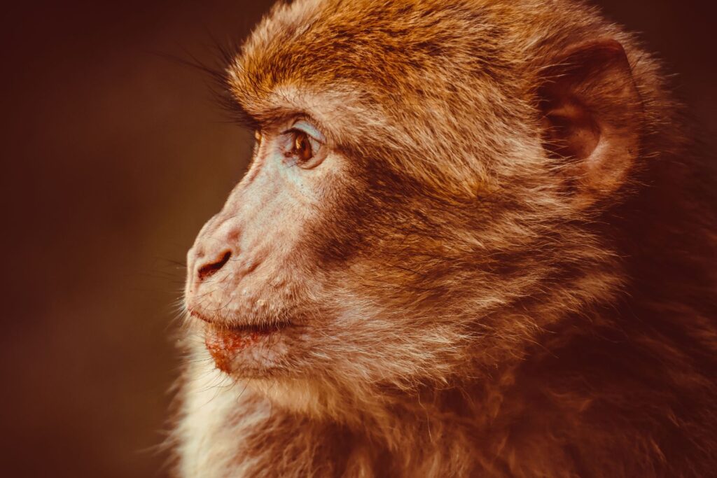 Cientistas descobriram algo inesperado sobre macacos que pode mudar o que sabemos sobre a mente humana