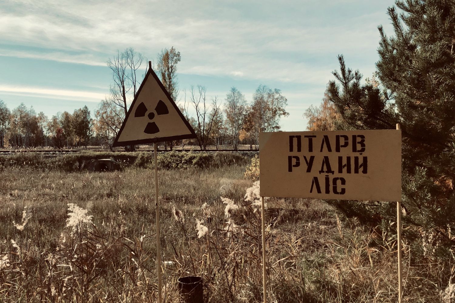 O surpreendente renascimento de Chernobyl: por que uma das regiões mais perigosas do planeta virou refúgio para a vida selvagem