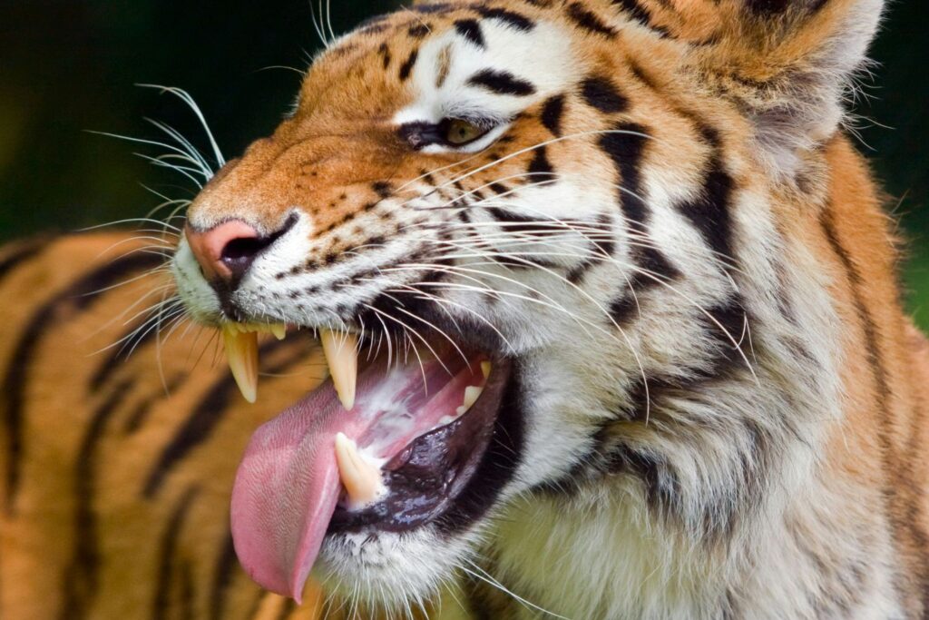 O órgão que mudou a história da vida na Terra e permitiu que os animais deixassem os oceanos