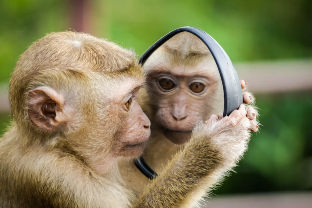 Macacos, Crianças E Adultos Compartilham A Mesma Intuição Geométrica, Revela Estudo
