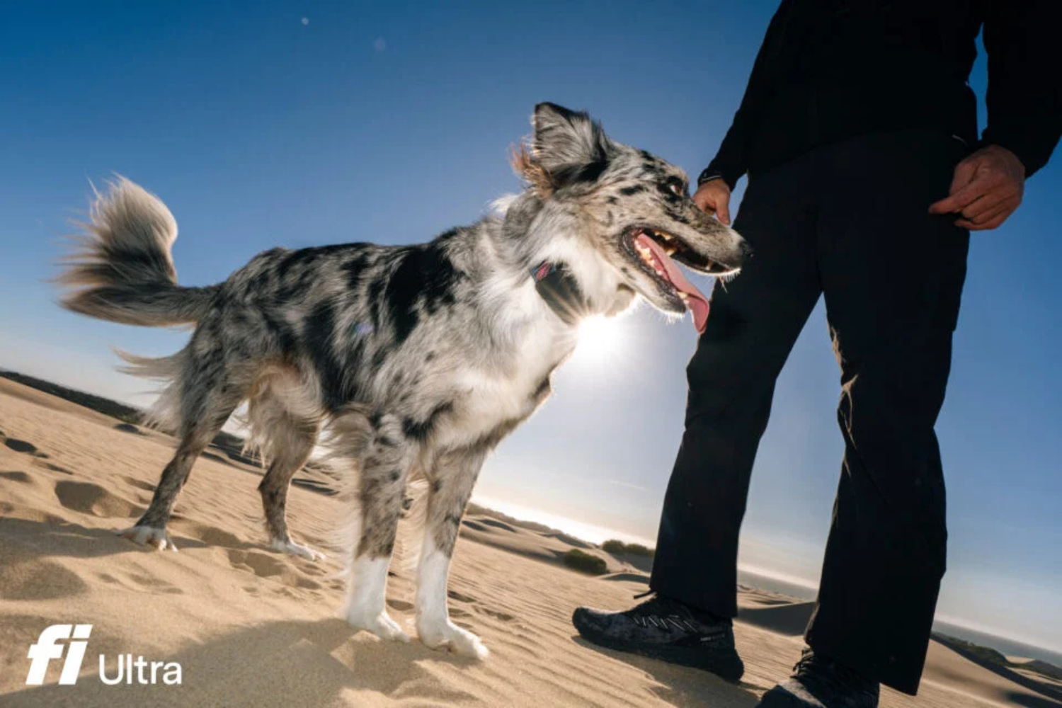 Novo Rastreador Para Cães Usa Satélites Da Starlink Para Localizar Pets Até Fora Da Cobertura De Celular