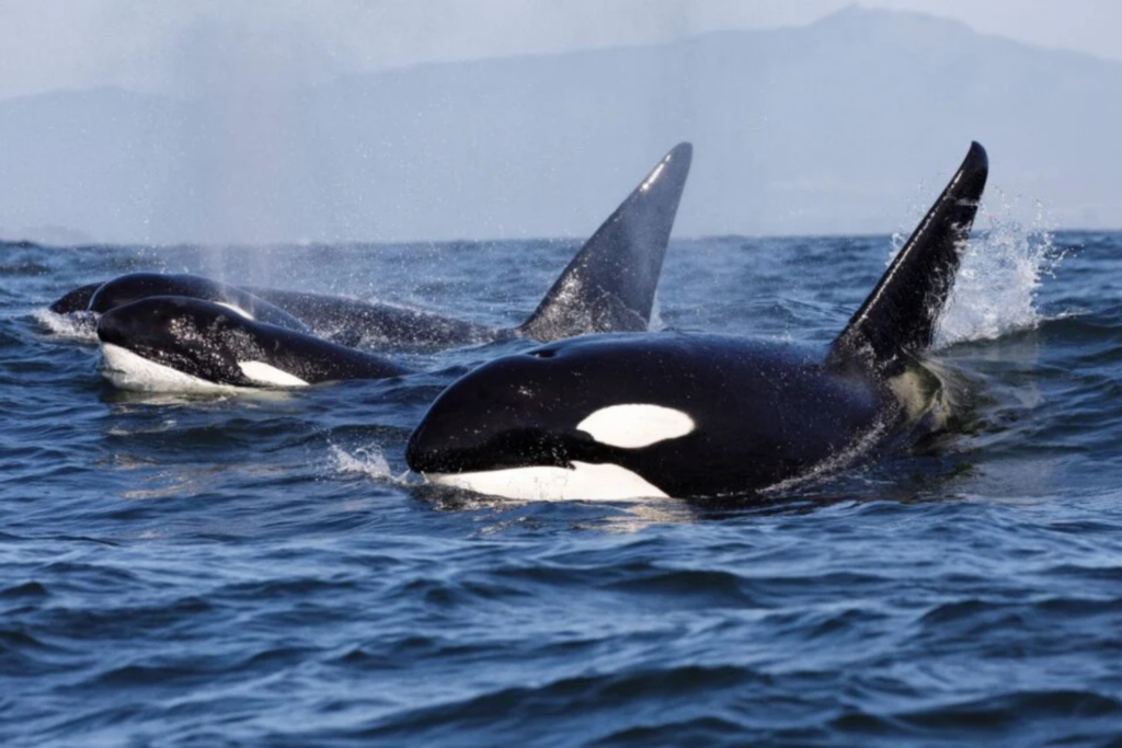 Orcas Foram Flagradas Destruindo Um Peixe Gigante Já Morto — E Os Cientistas Acreditam Que Fazem Isso Por Diversão