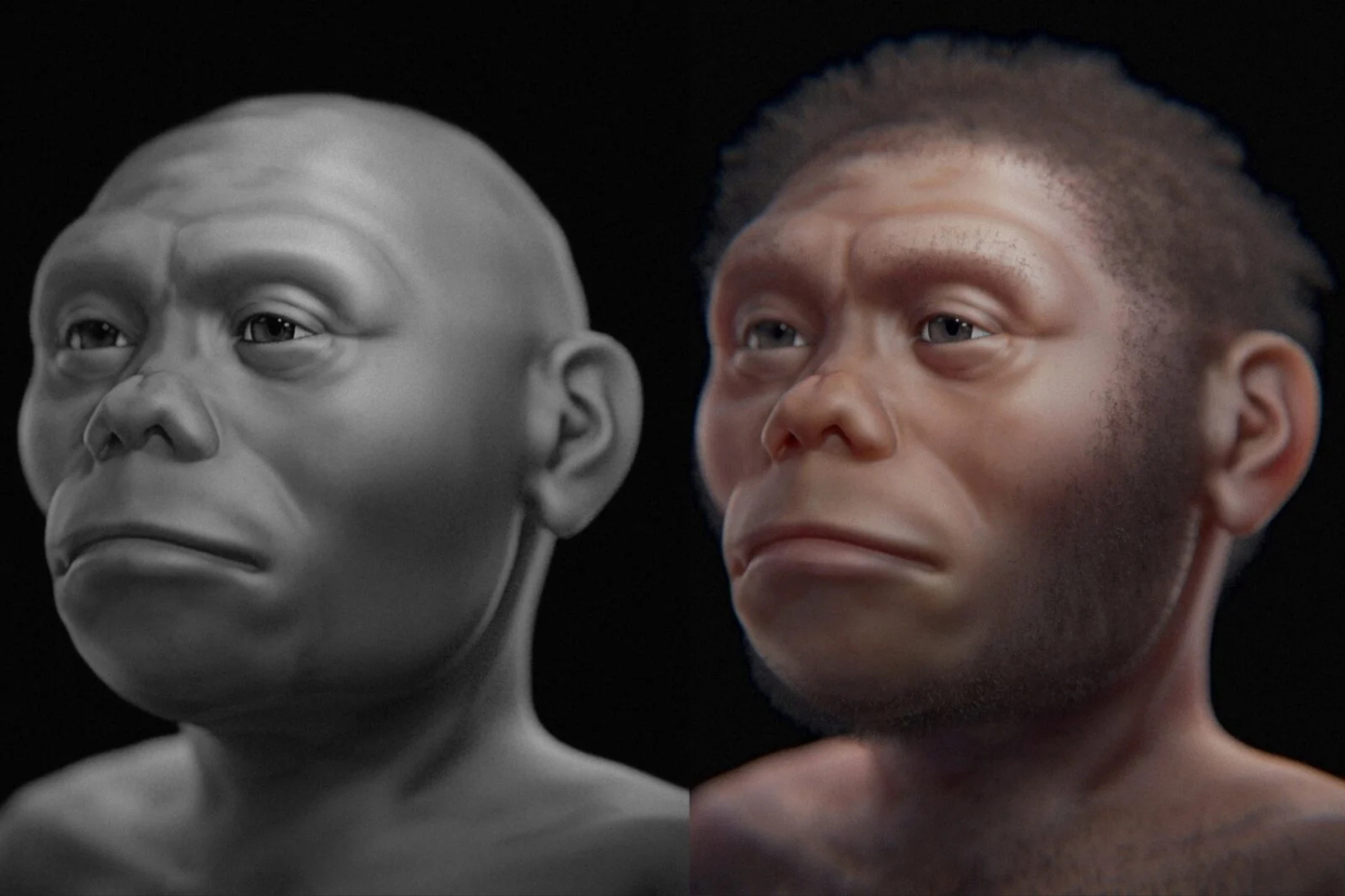 Os Hobbits Da Indonésia Talvez Não Caçassem Grandes Animais — Estudo Sugere Que Eles Roubavam Alimento Dos Dragões De Komodo