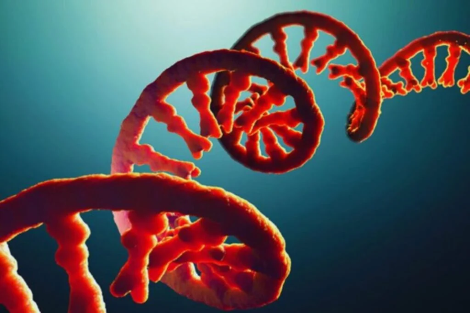 Rna1