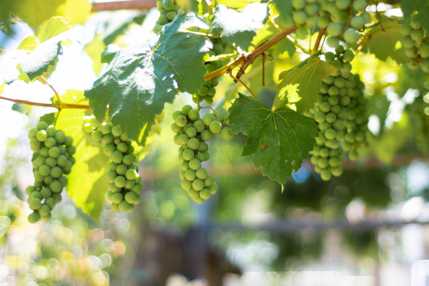 Texas envia sementes de uva para o espaço em experimento que pode dar origem ao primeiro vinho "extraterrestre"