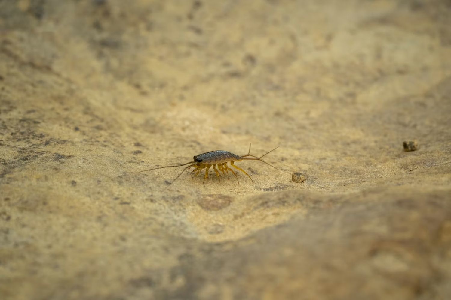 Cientistas transformam baratas em ciborgues capazes de respirar debaixo d'água para missões de resgate