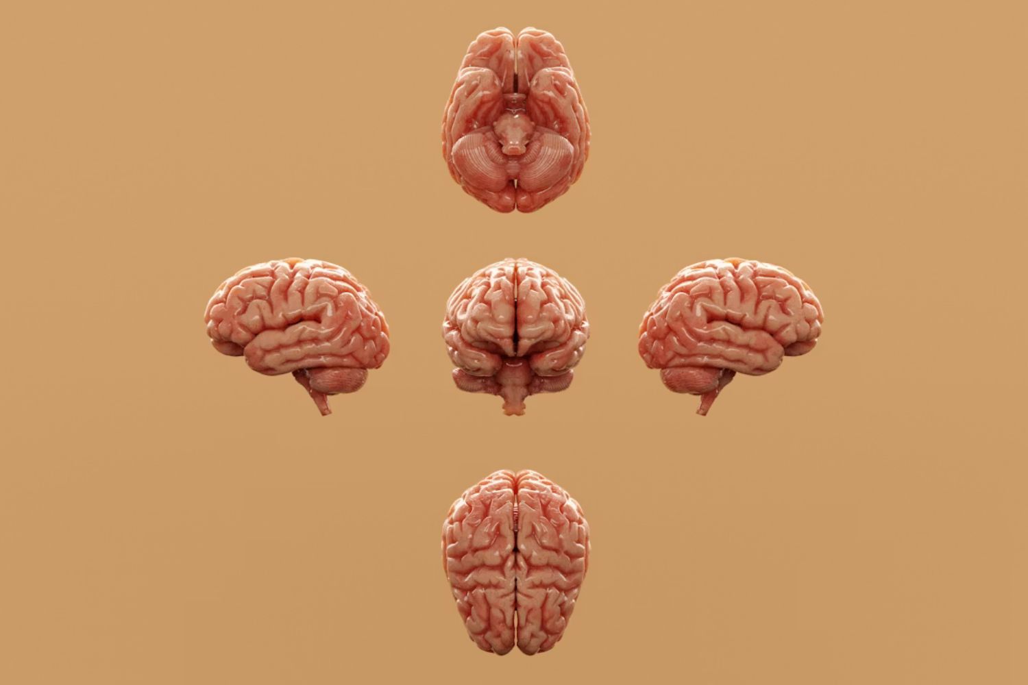 Cientistas descobrem mudança no cérebro durante a adolescência que pode dificultar o acesso às lembranças da infância