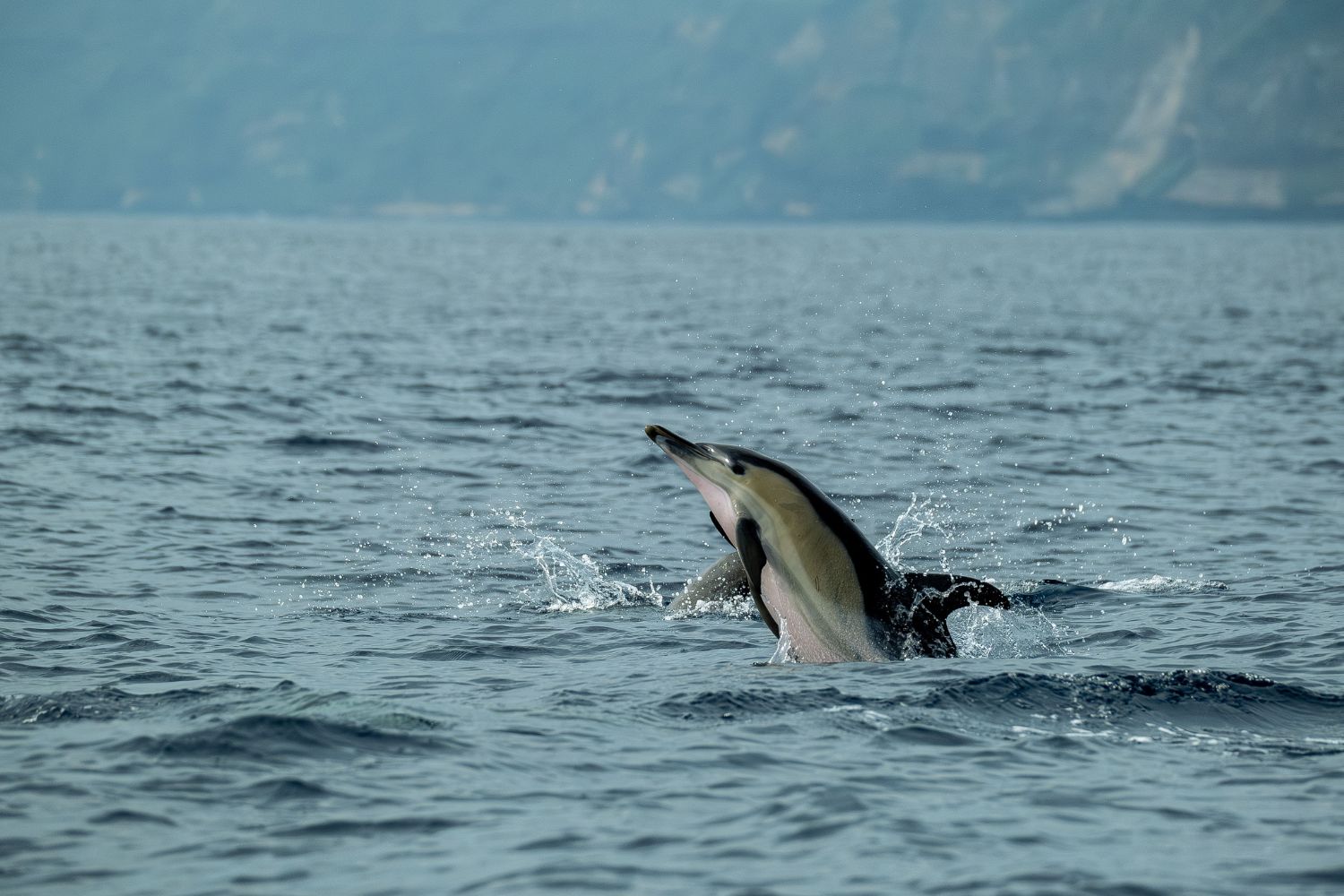 O sumiço dos golfinhos em Fernando de Noronha preocupa cientistas e ninguém consegue apontar uma única causa