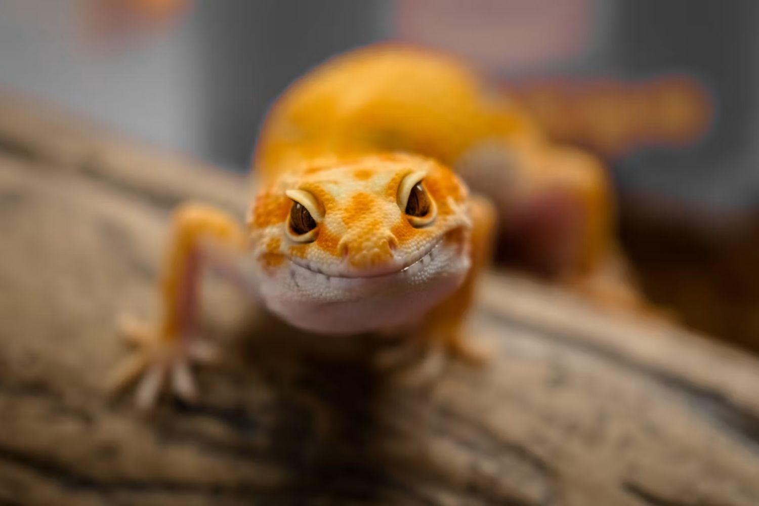 Este pequeno lagarto pode ajudar cientistas a desvendar um dos maiores mistérios do câncer
