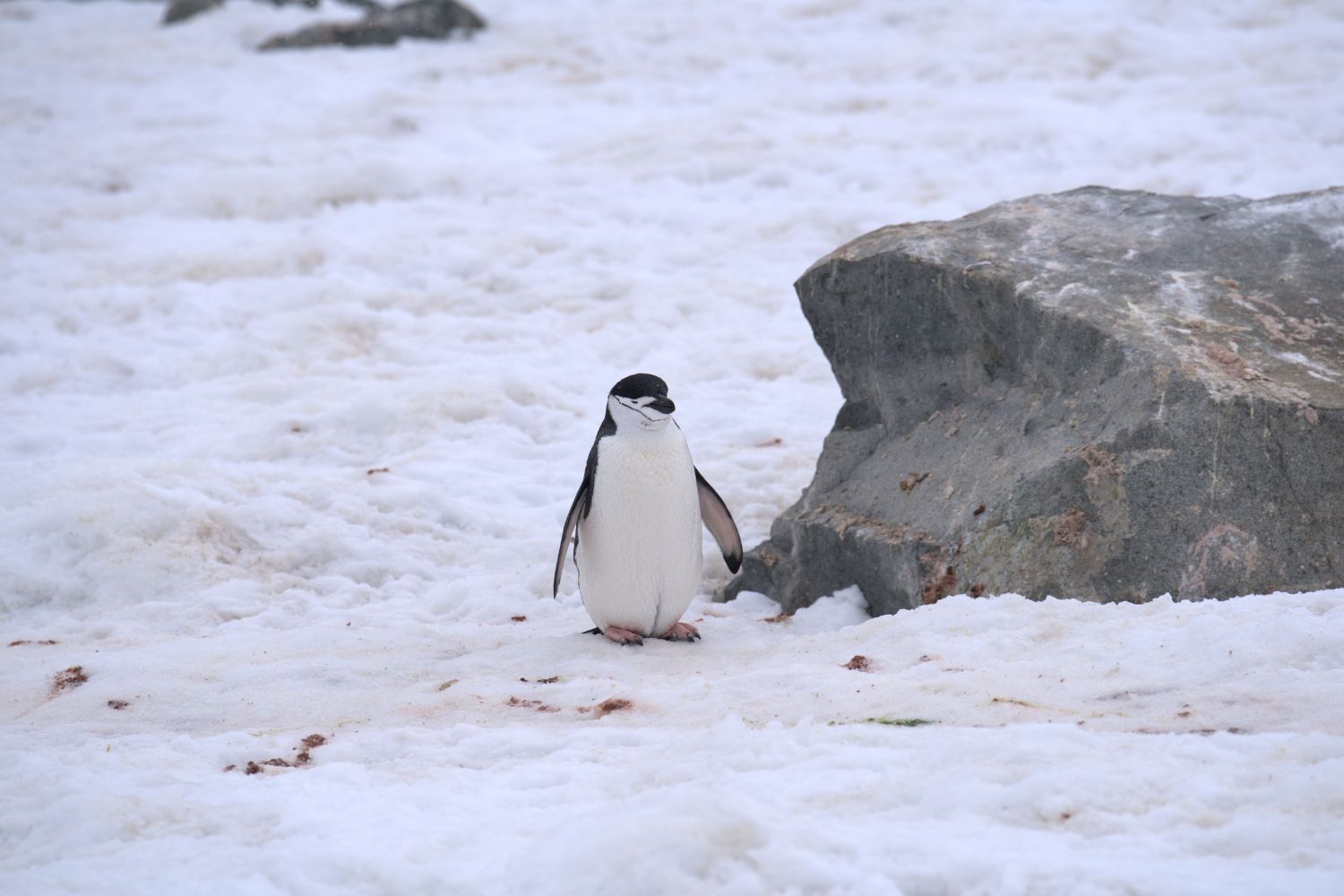 A curiosa tradição dos pinguins que transforma uma simples pedra em prova de amor