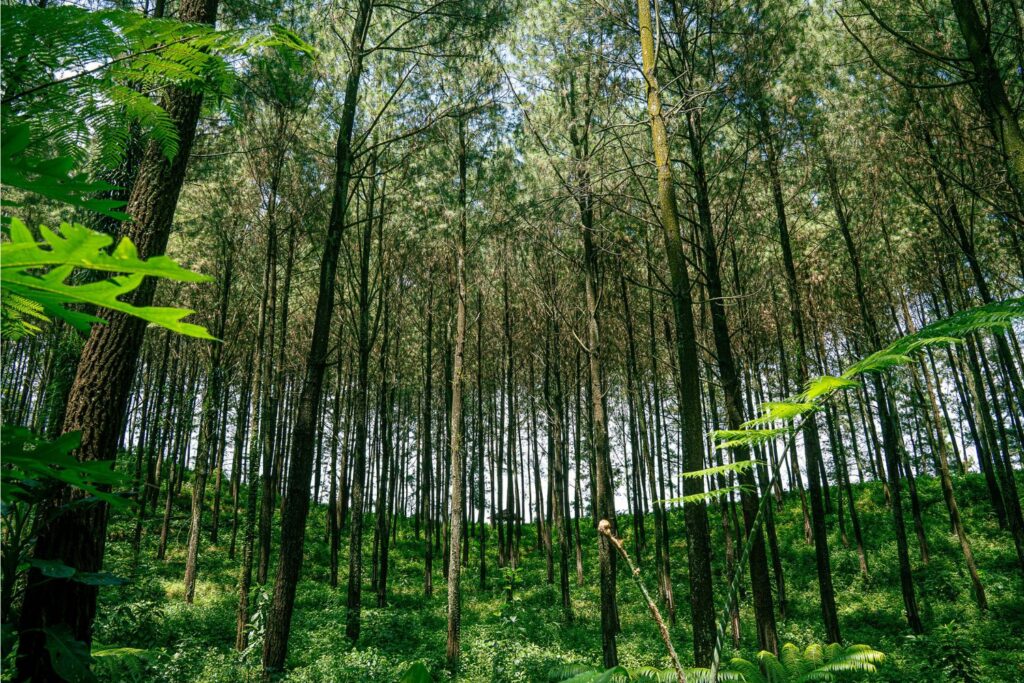 A Grande Muralha Verde da China: nem tudo saiu como previsto no maior projeto de reflorestamento do planeta