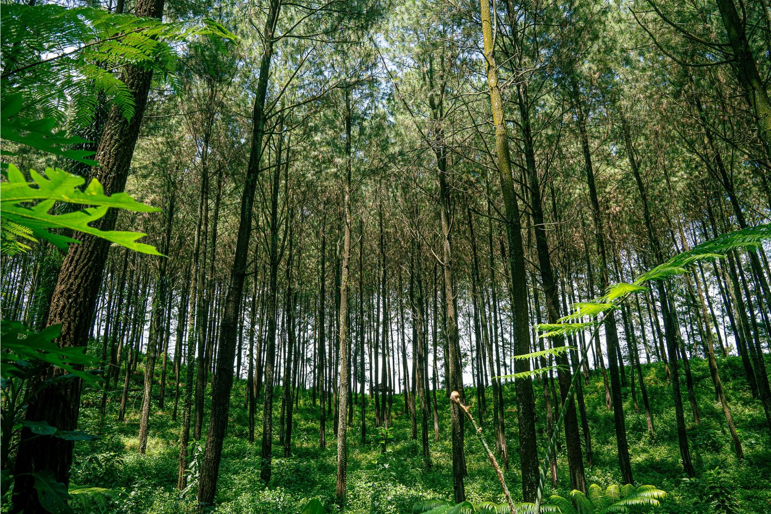 A Grande Muralha Verde da China: nem tudo saiu como previsto no maior projeto de reflorestamento do planeta