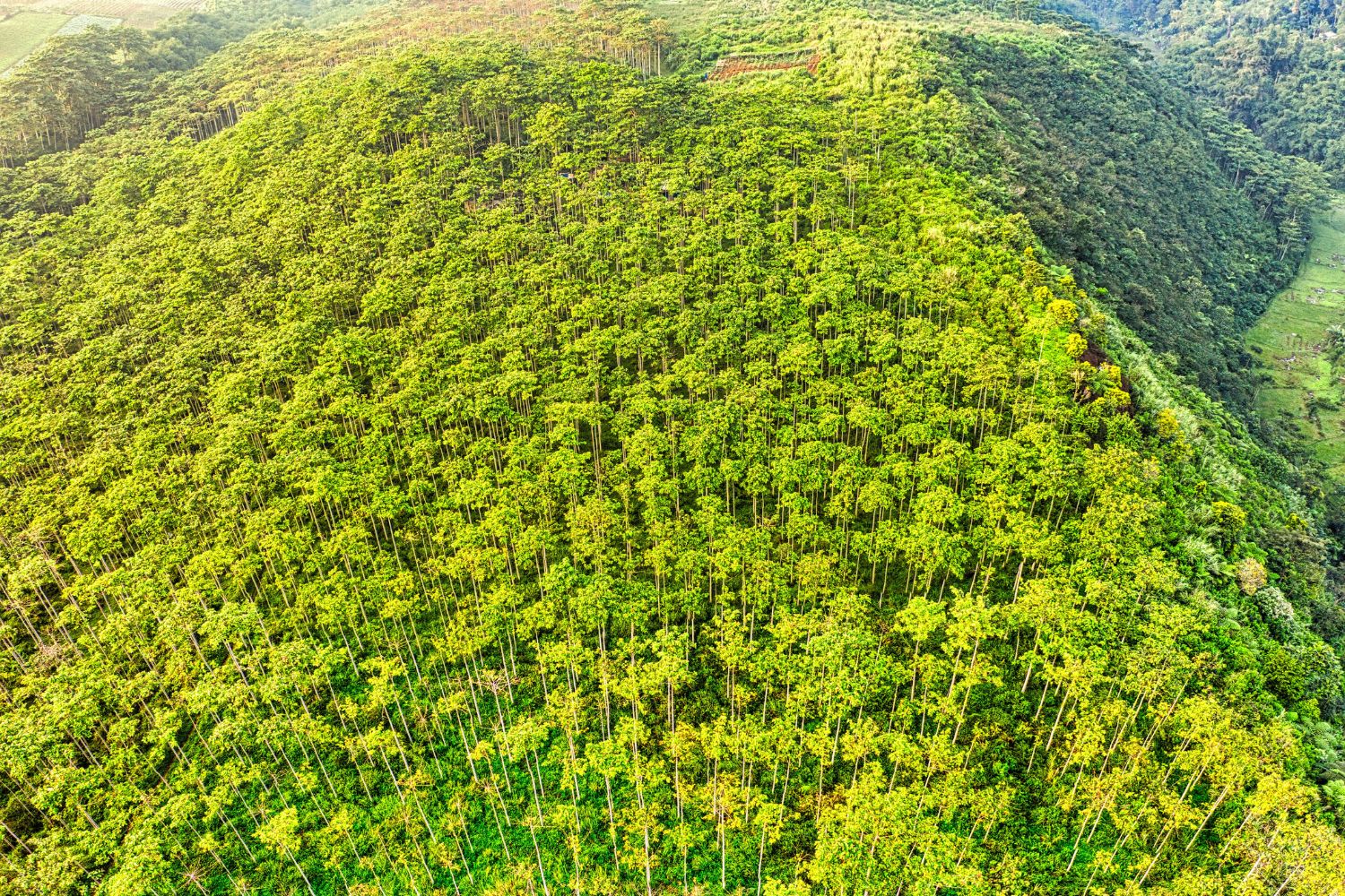 A Grande Muralha Verde da China: nem tudo saiu como previsto no maior projeto de reflorestamento do planeta