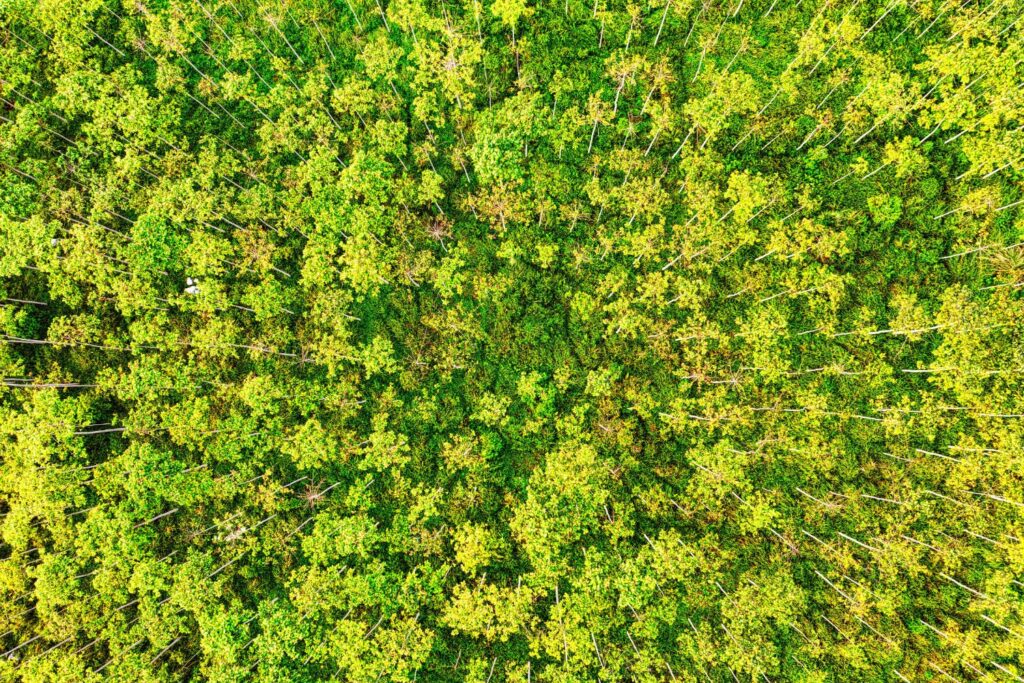 A Grande Muralha Verde da China: nem tudo saiu como previsto no maior projeto de reflorestamento do planeta
