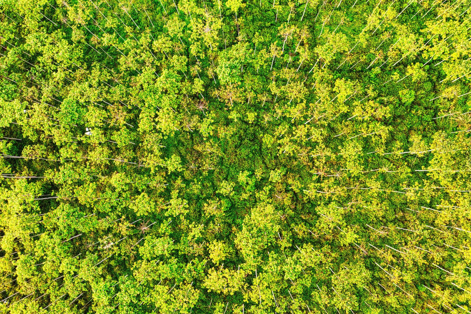 A Grande Muralha Verde da China: nem tudo saiu como previsto no maior projeto de reflorestamento do planeta