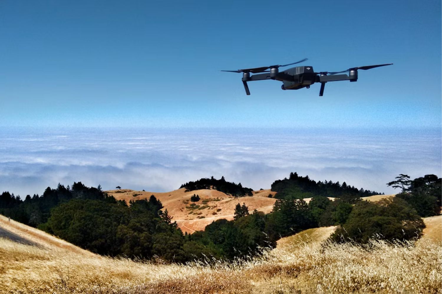 Drones com inteligência artificial podem mudar a forma como florestas são recuperadas após incêndios