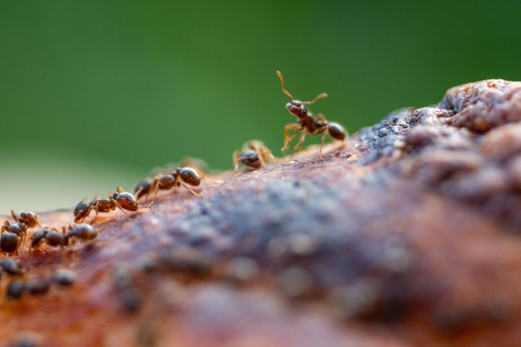 As formigas que aprenderam a cultivar há 15 milhões de anos muito antes da agricultura humana