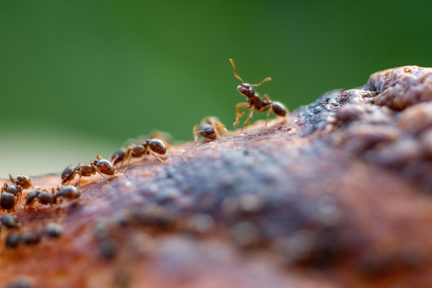 As formigas que aprenderam a cultivar há 15 milhões de anos muito antes da agricultura humana