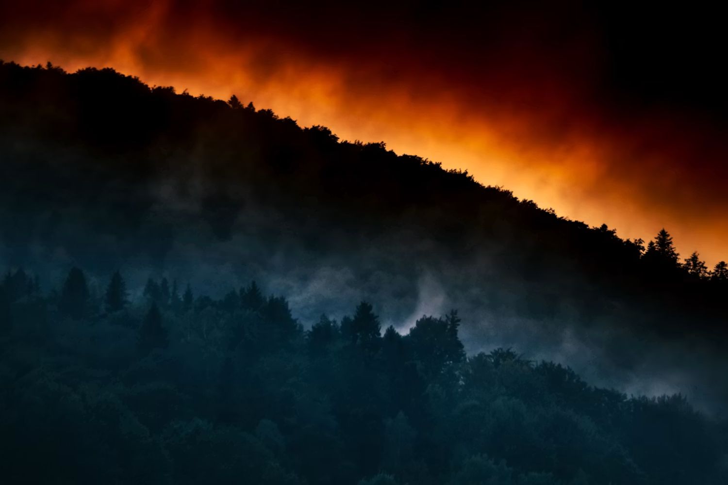 Drones com inteligência artificial podem mudar a forma como florestas são recuperadas após incêndios