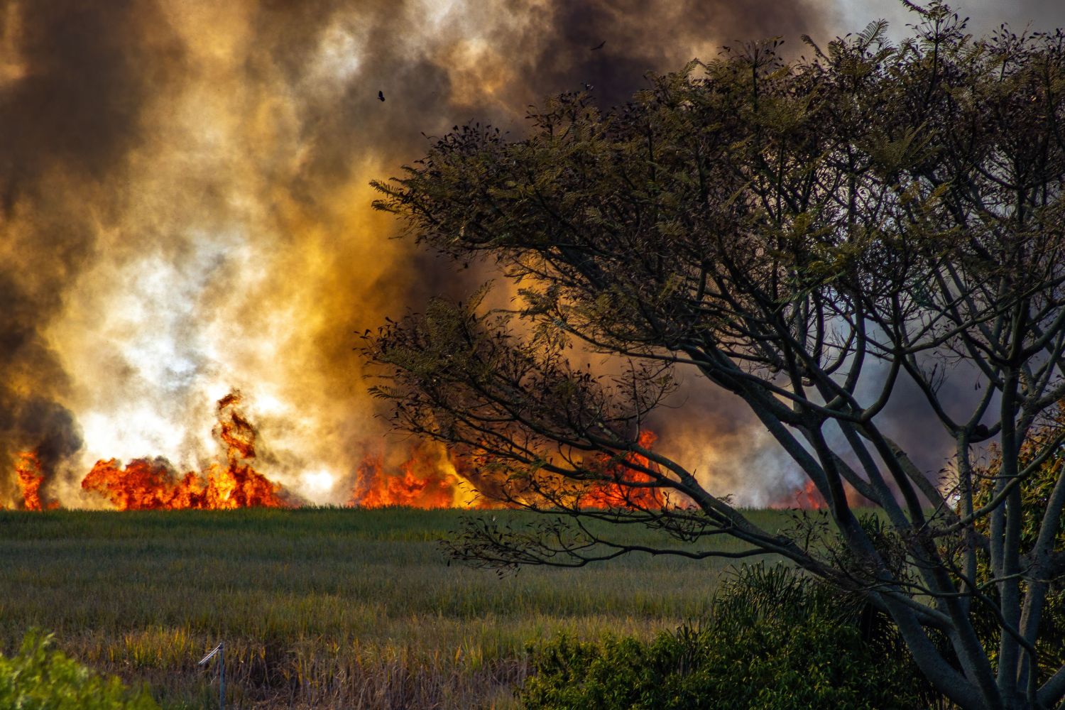 França bate recorde histórico de incêndios enquanto fogo avança também na Espanha
