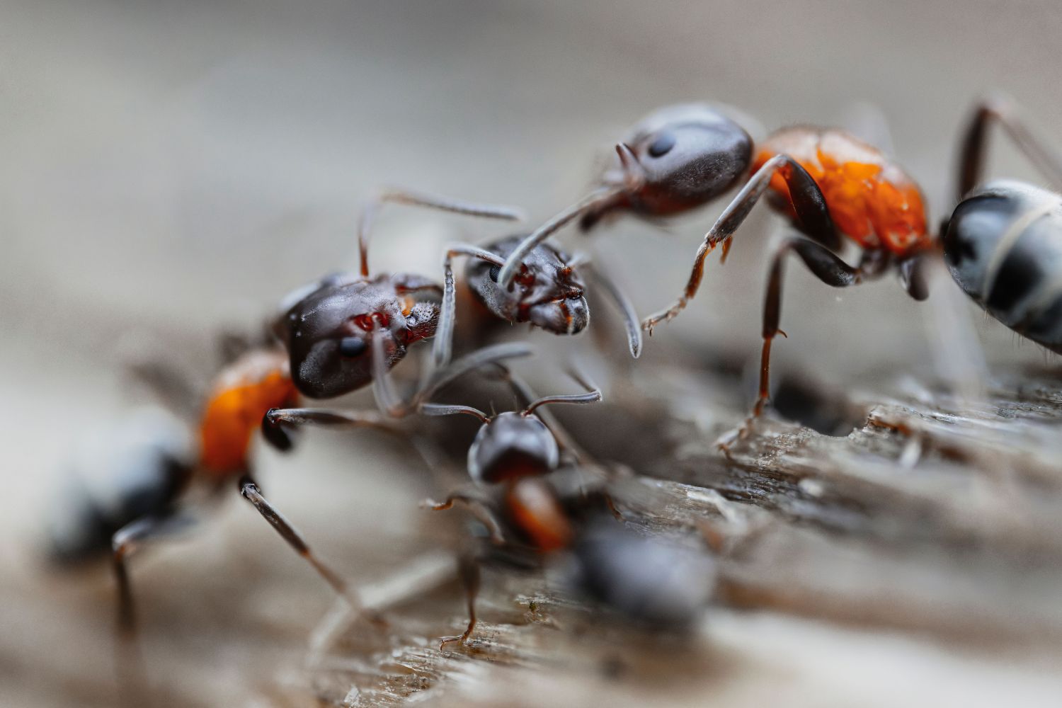 As formigas que aprenderam a cultivar há 15 milhões de anos muito antes da agricultura humana