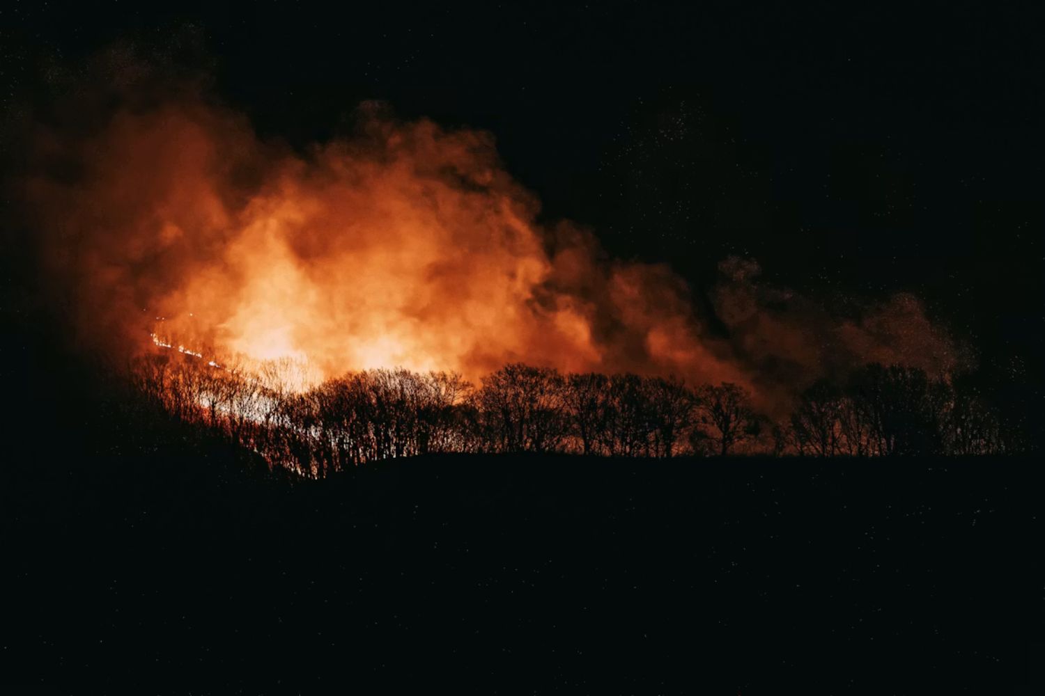 Drones com inteligência artificial podem mudar a forma como florestas são recuperadas após incêndios