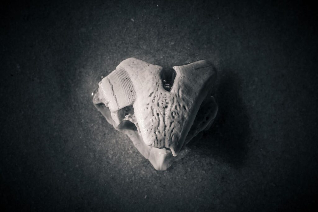 O fóssil que passou 40 anos em uma gaveta e mudou a história da paleontologia