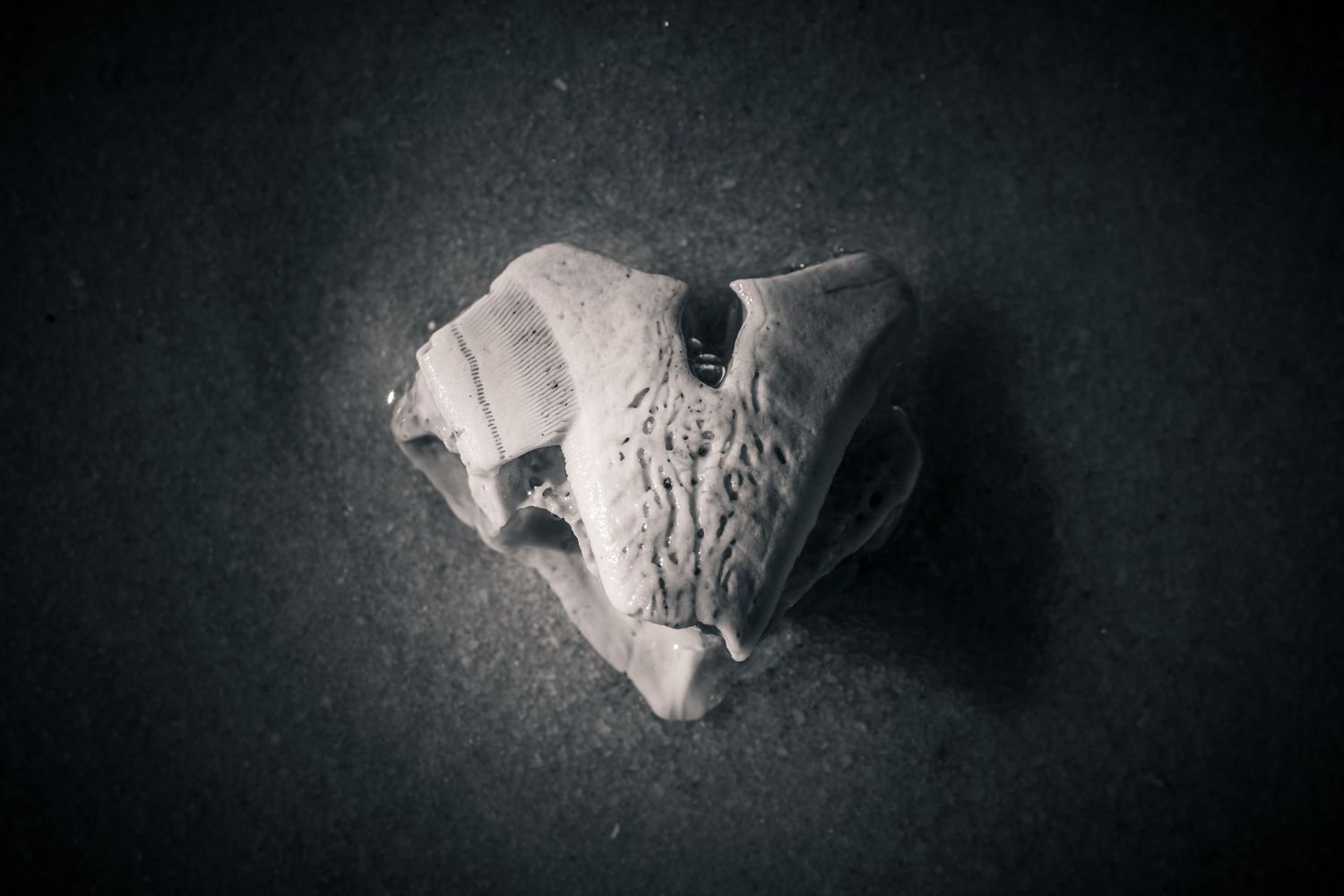 O fóssil que passou 40 anos em uma gaveta e mudou a história da paleontologia