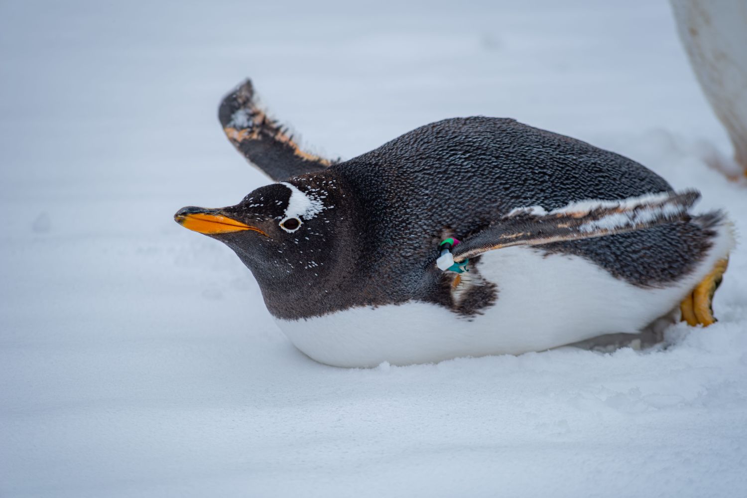 A curiosa tradição dos pinguins que transforma uma simples pedra em prova de amor