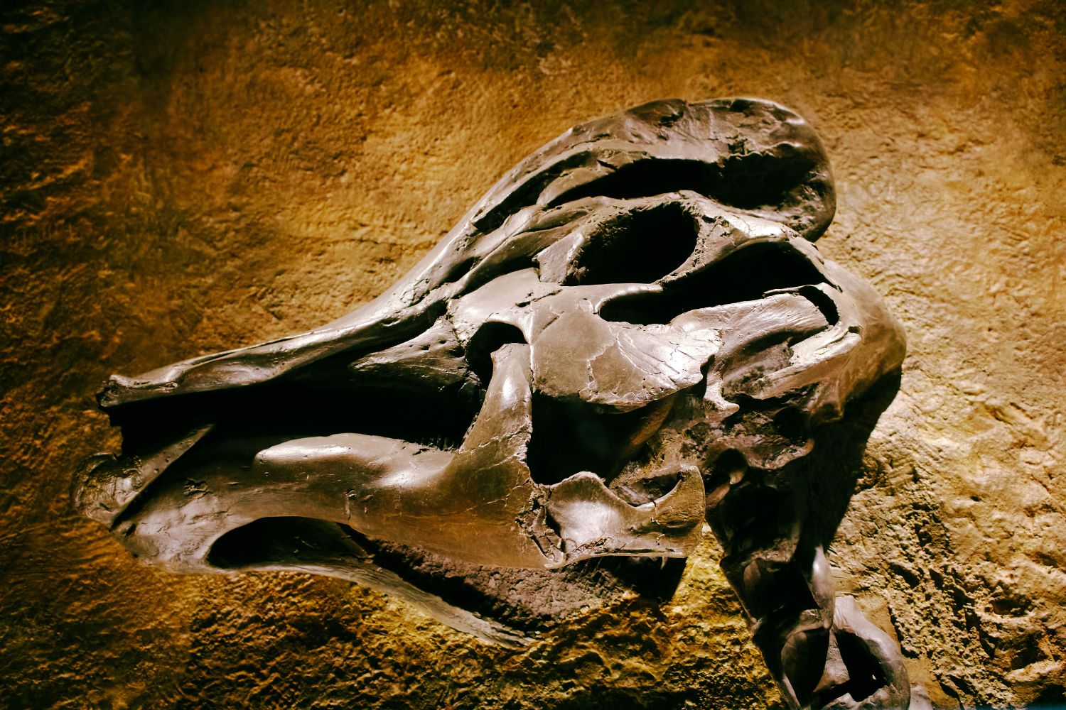 O fóssil que passou 40 anos em uma gaveta e mudou a história da paleontologia