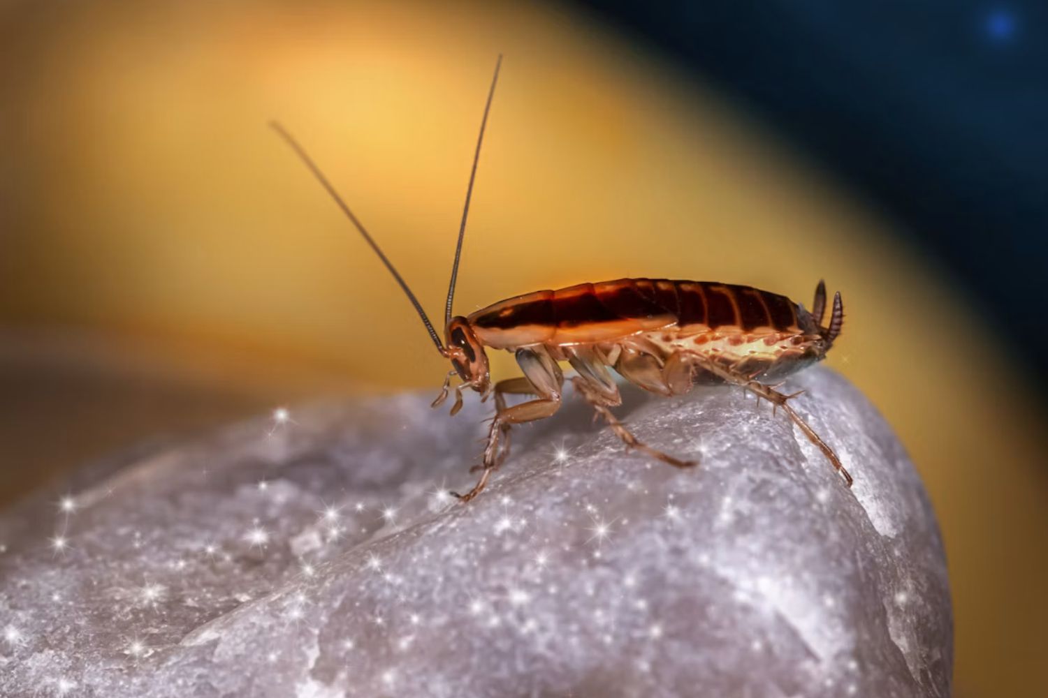 Cientistas transformam baratas em ciborgues capazes de respirar debaixo d'água para missões de resgate