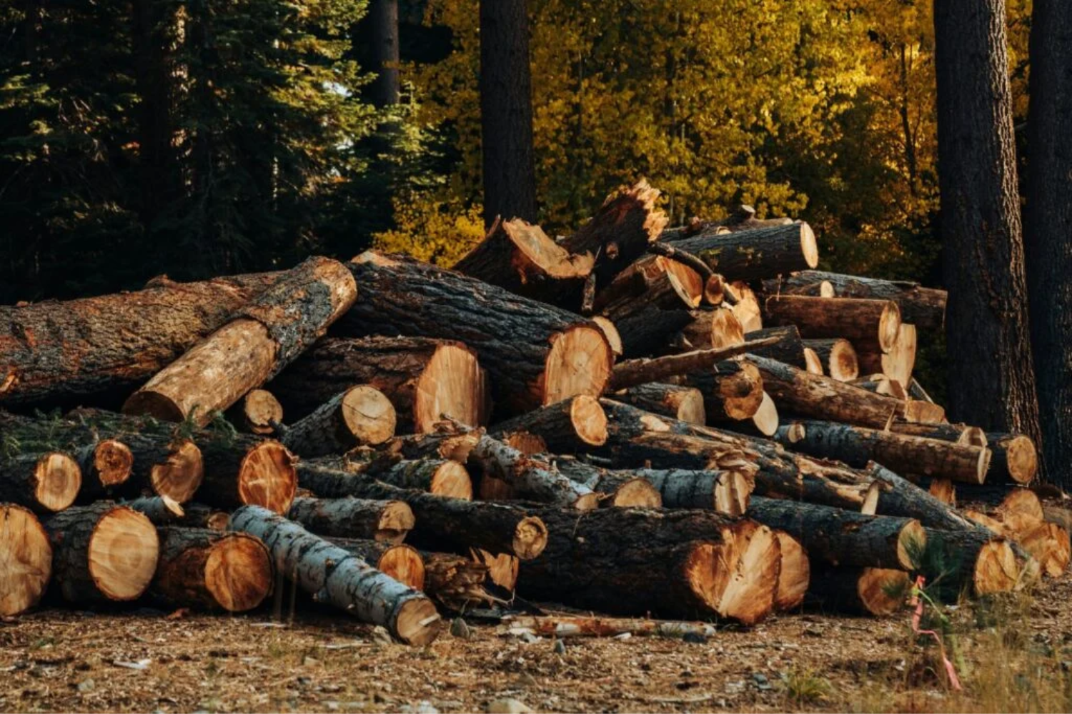 Depósito De Carbono