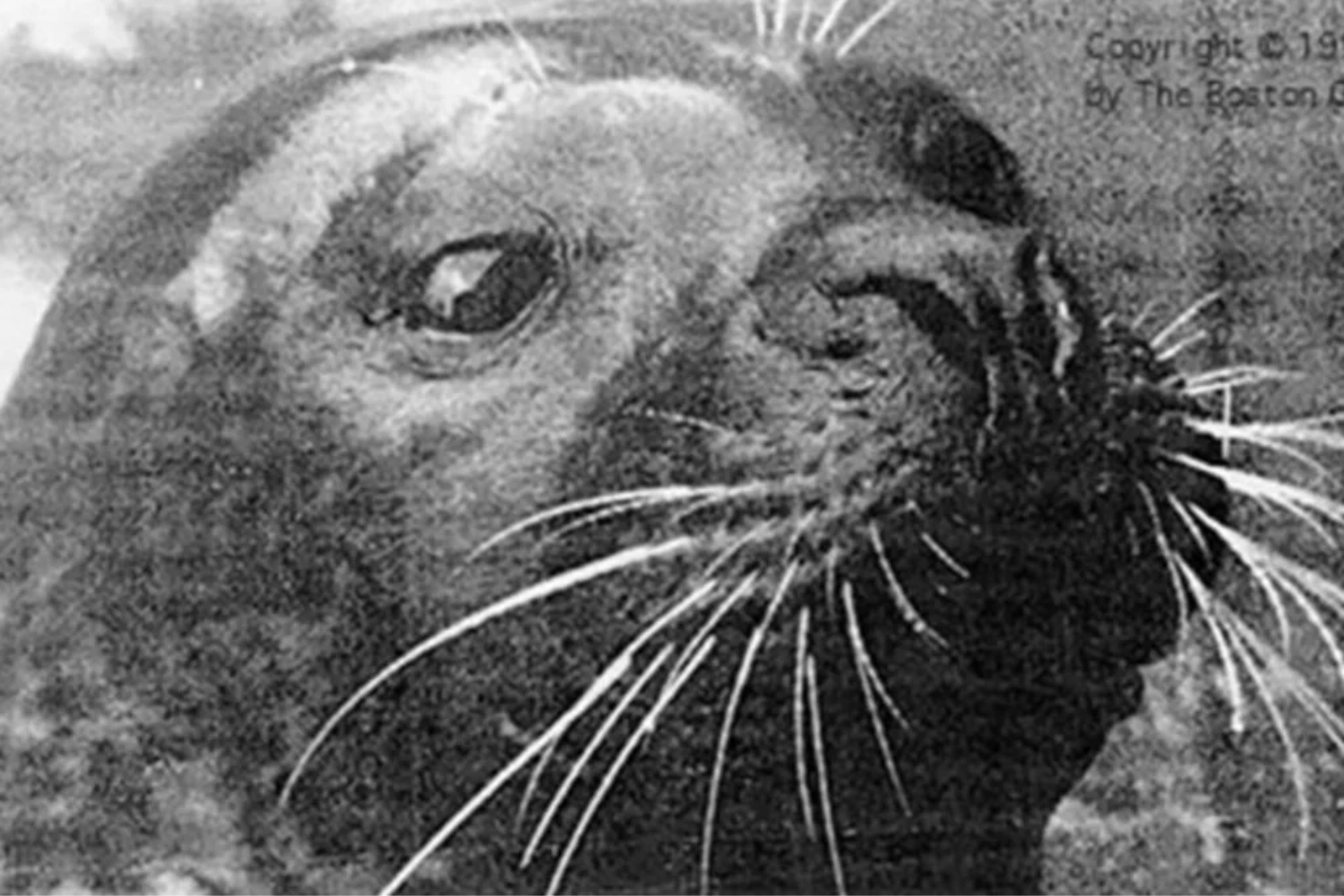 Foca