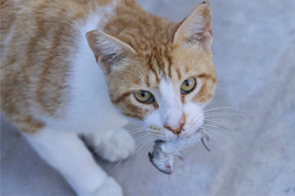Gatos Domésticos2