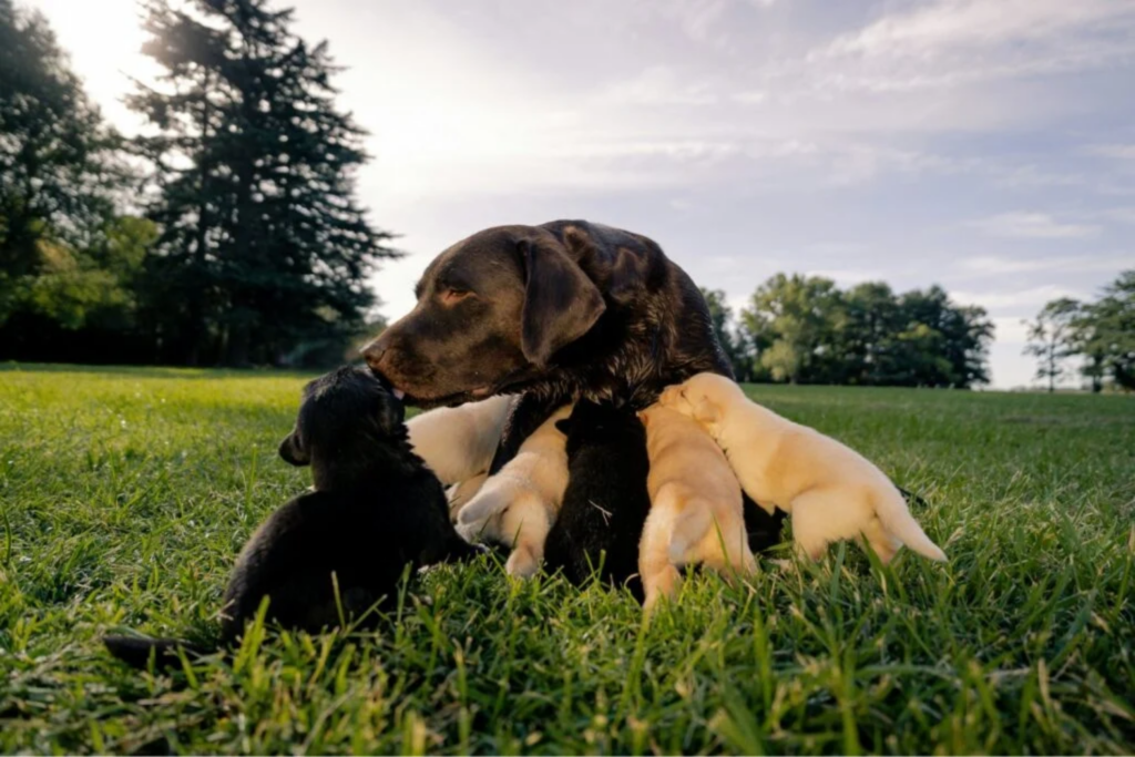 Maternidade E Envelhecimento Em Cães