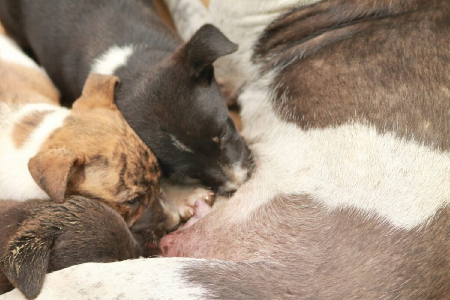 Maternidade E Envelhecimento Em Cães1
