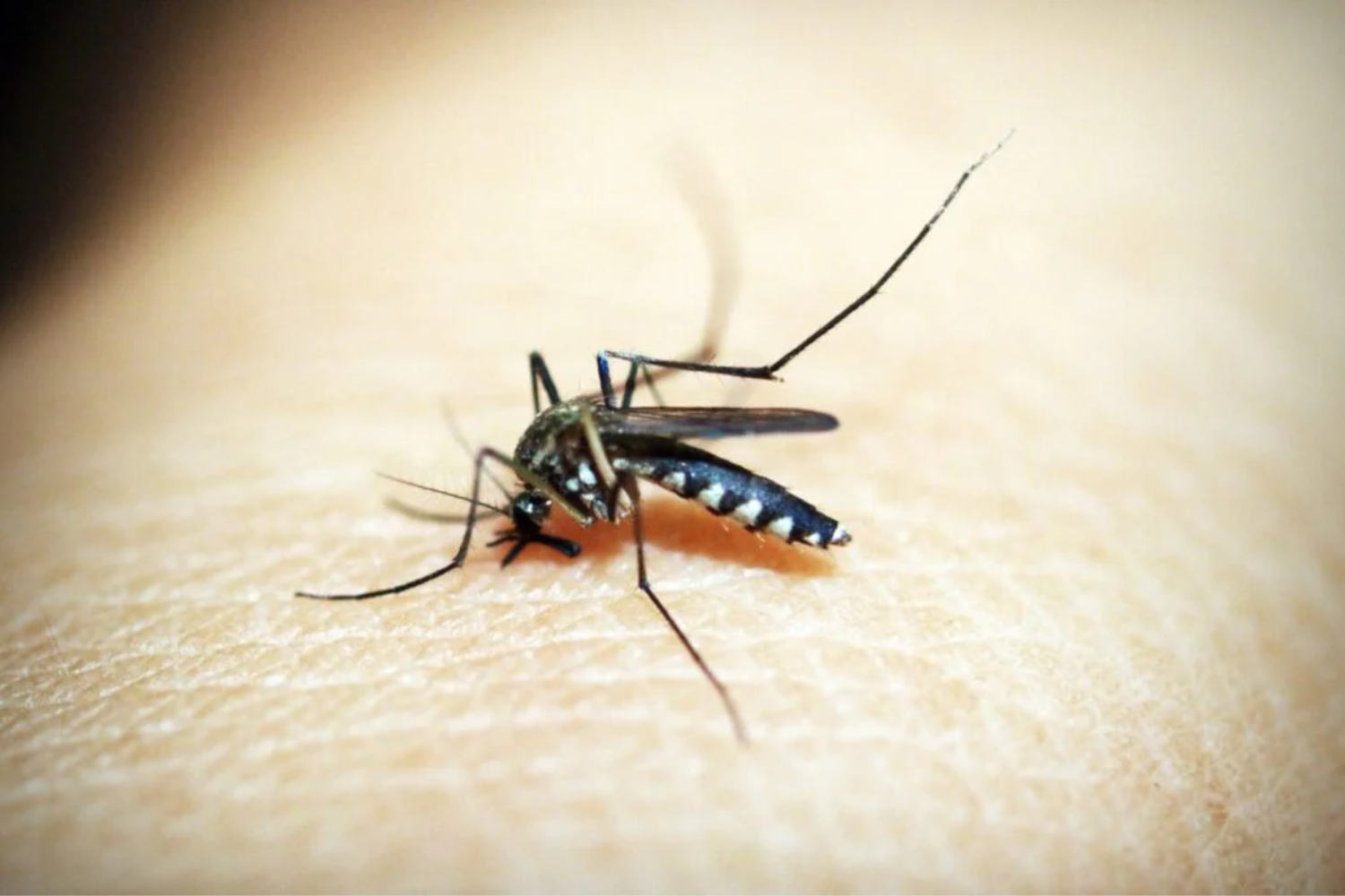 Mosquitos1