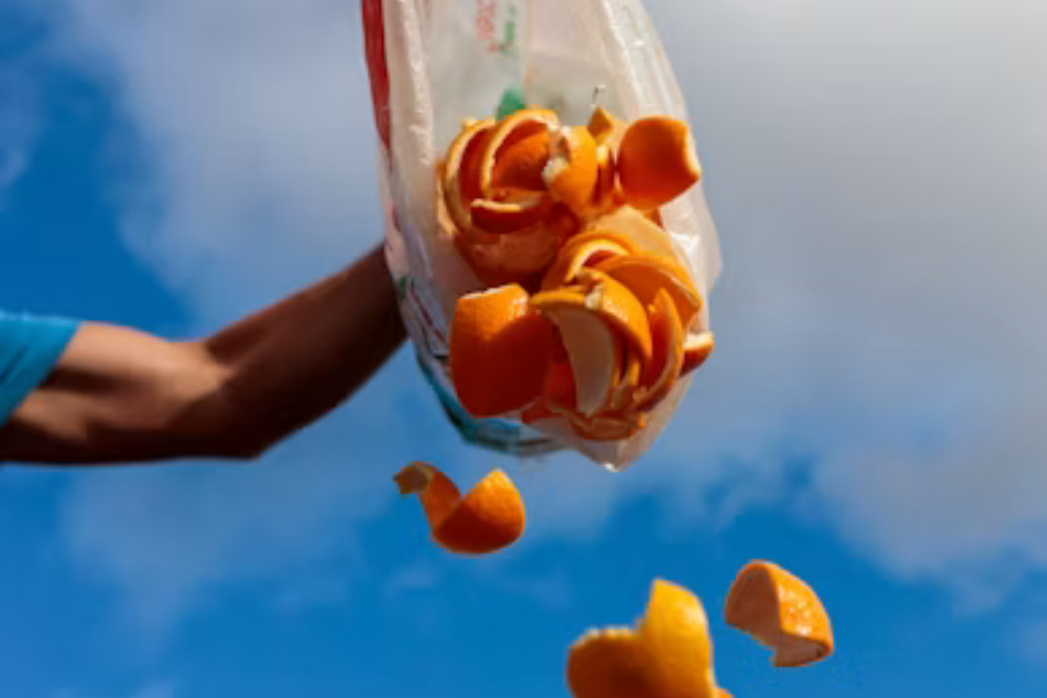 12 Mil Toneladas De Cascas De Laranja Transformaram Uma área Degradada Em Uma Floresta Tropical Exuberante