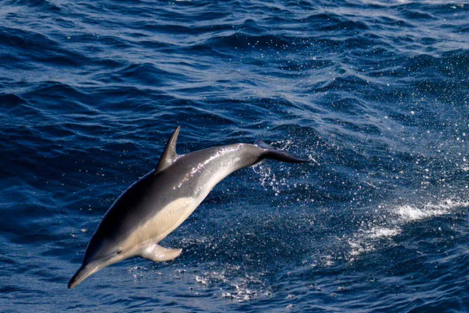 Austrália Confirma Primeira Morte Conhecida De Um Golfinho Por Gripe Aviária H5n1