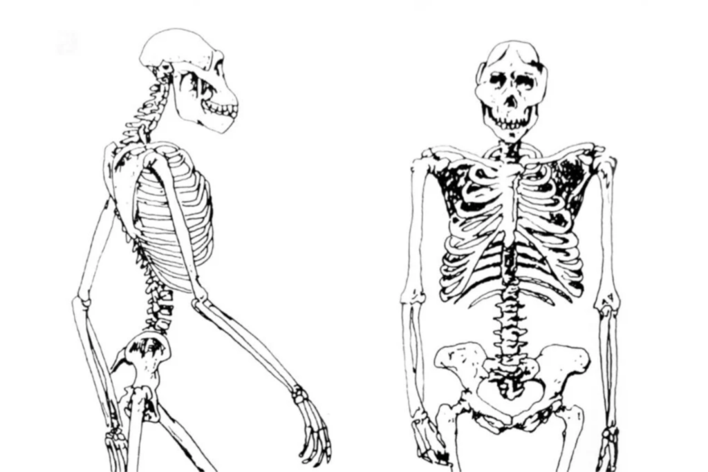 Australopithecus
