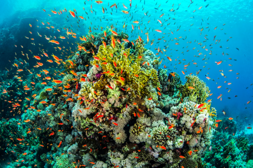 Bactéria Marinha Consegue Frear Doença Que Está Destruindo Corais Do Caribe