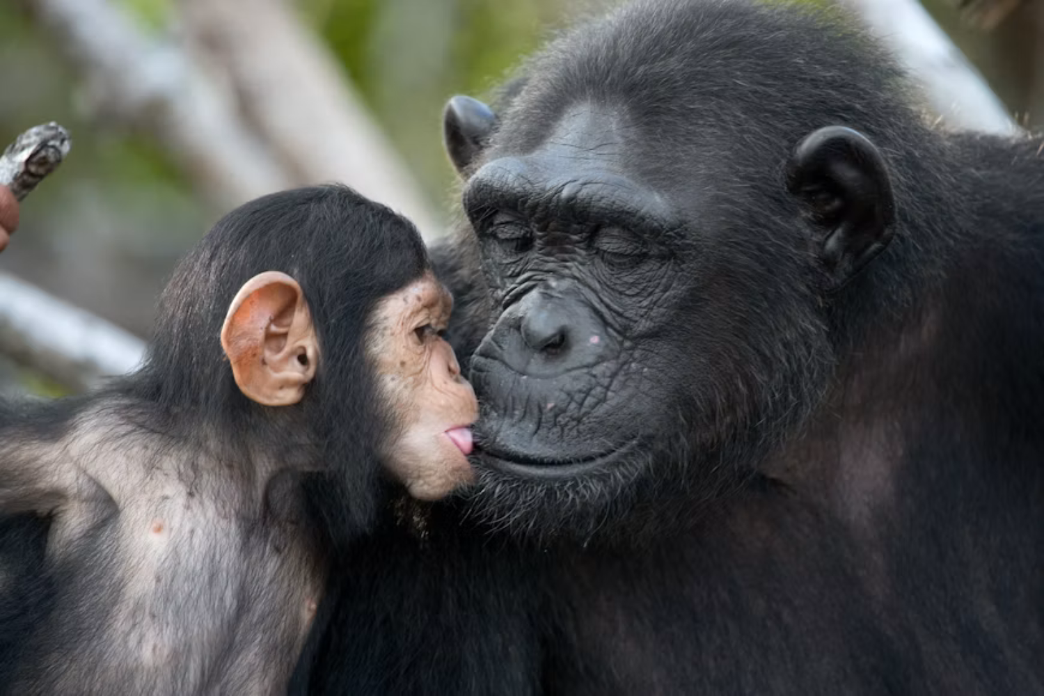 Chimpanzés E Bonobos Conseguem Reconhecer Companheiros Após Mais De 20 Anos Separados