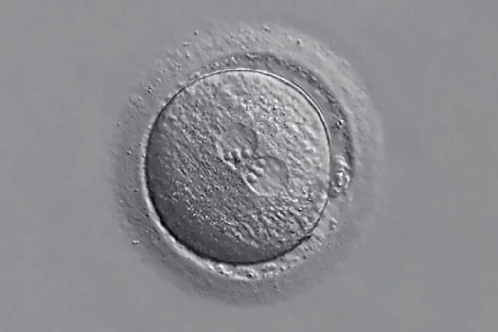 Dna Humano